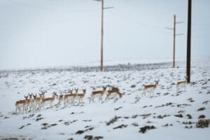 Photo of pronghorn migrating