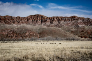 East Fork Mule Deer