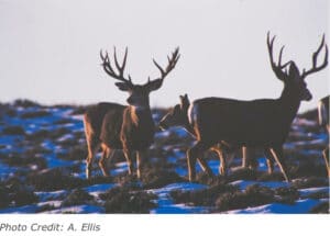 Cal Wyoming Mule Deer A Ellis