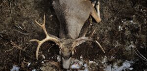 Joe_K_Muley_Down