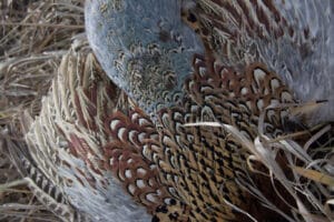 Pheasant Feathers by Jessi Johnson