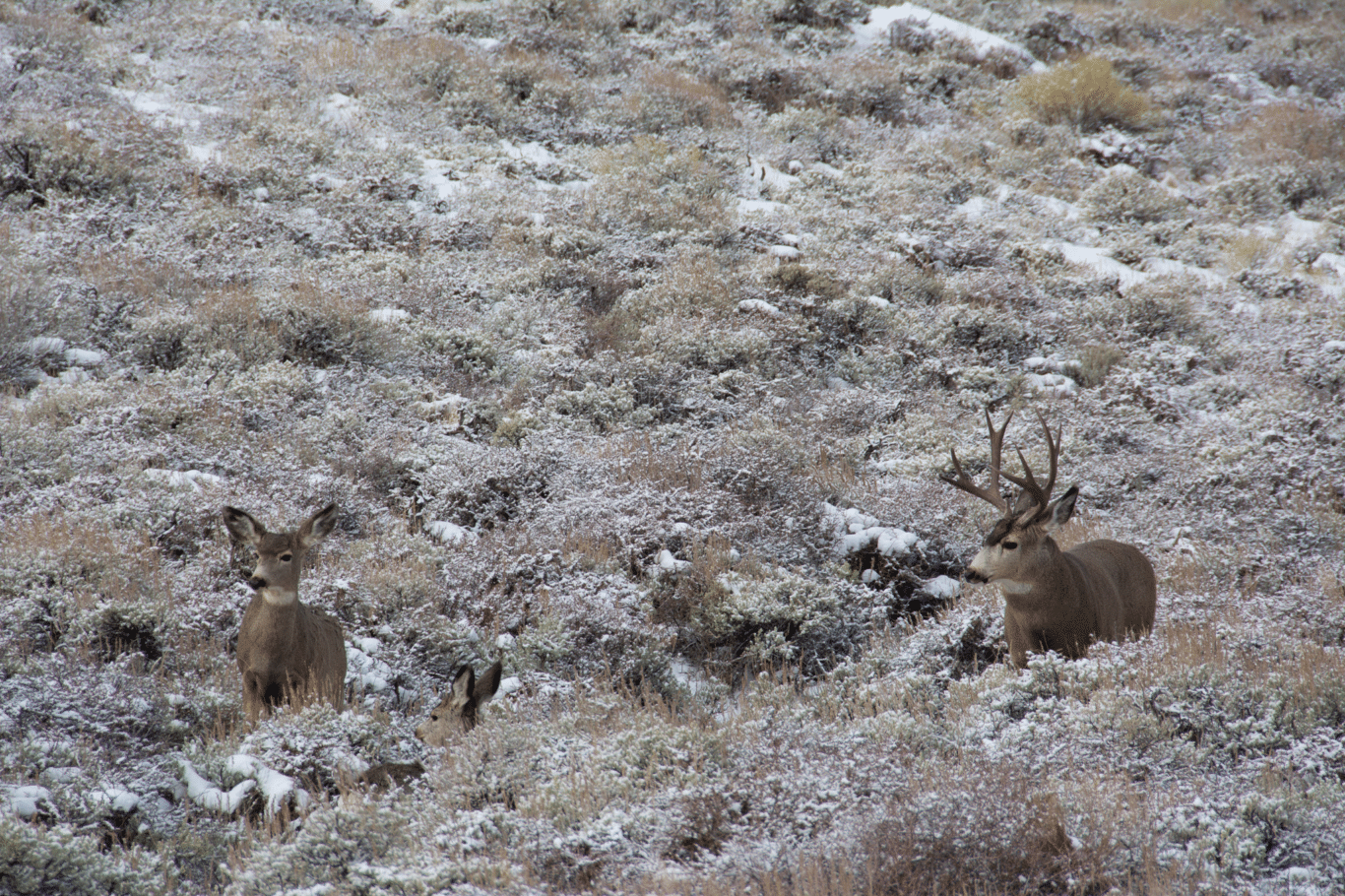 A mule deer buck follows a doe during the rut. standard mule deer management research states that less than 10% of the population needs to be bucks in order for all of the does to be bred each November. Photo | Jess Johnson.